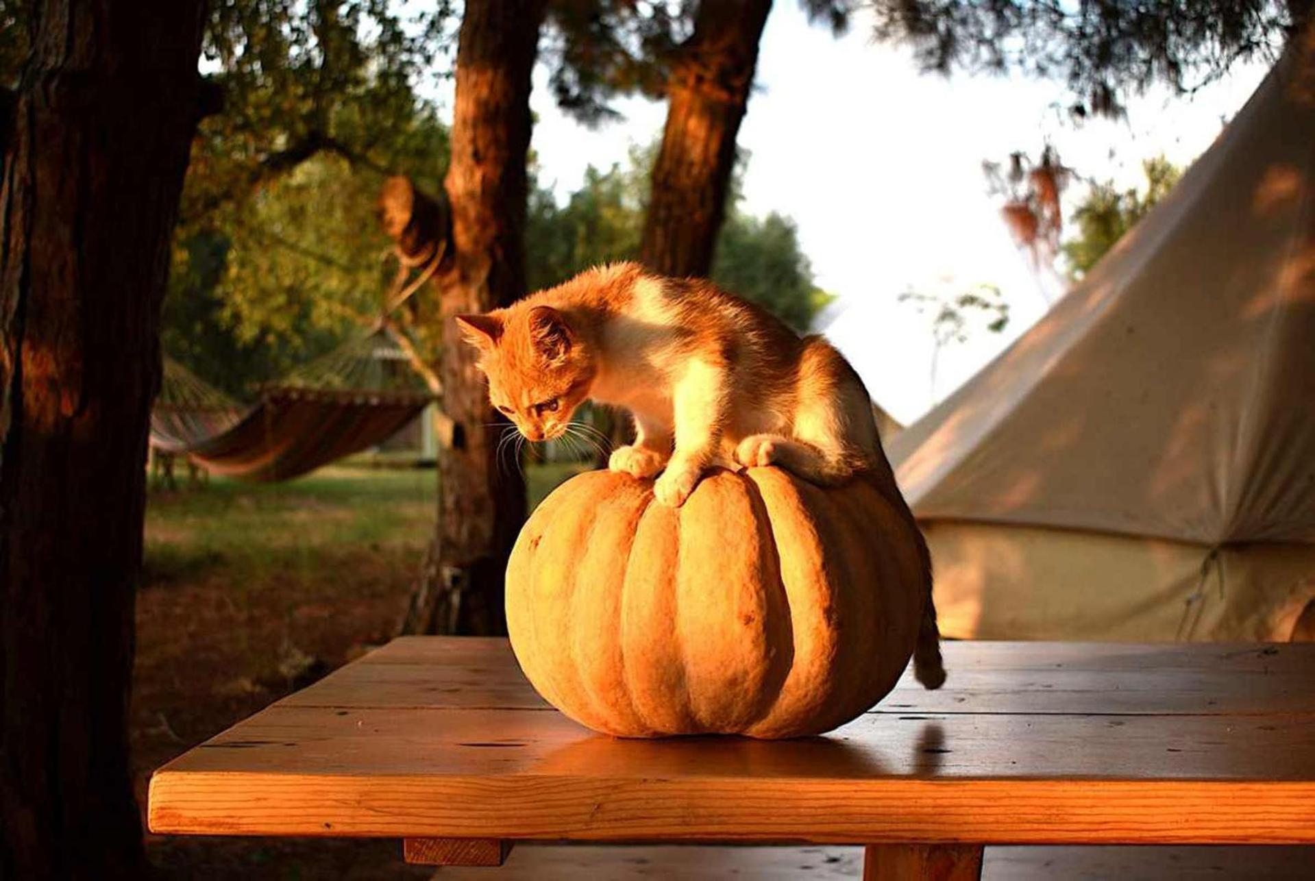 Glamping At A Lovely Tent In Skiaxtro- Hébergement de vacances